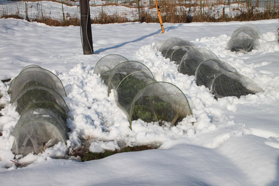 菜園は大雪_e0048413_1816288.jpg
