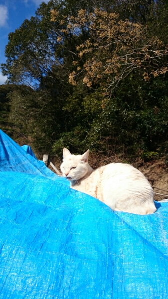 猫ですみません。_b0187620_20341555.jpg