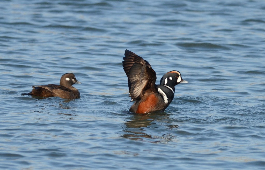 Harlequin Duck_f0350530_1345917.jpg