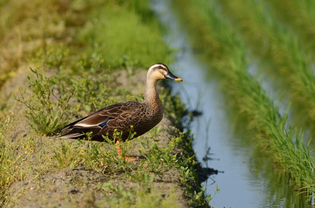 Eastern Spot-billed Duck_f0350530_1501811.jpg