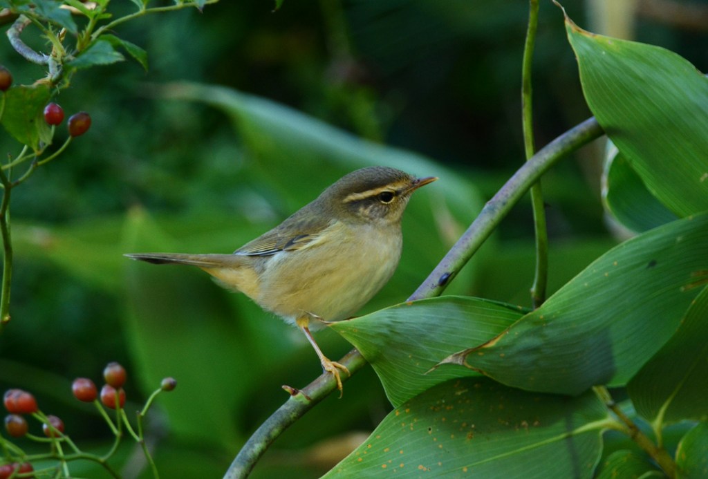 Radde\'s Warbler_f0350530_17523972.jpg