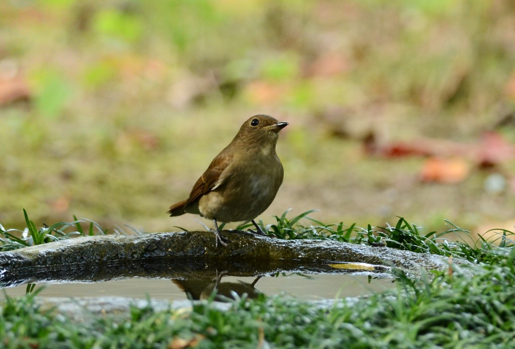 Blue and White Flycatcher_f0350530_1812131.jpg