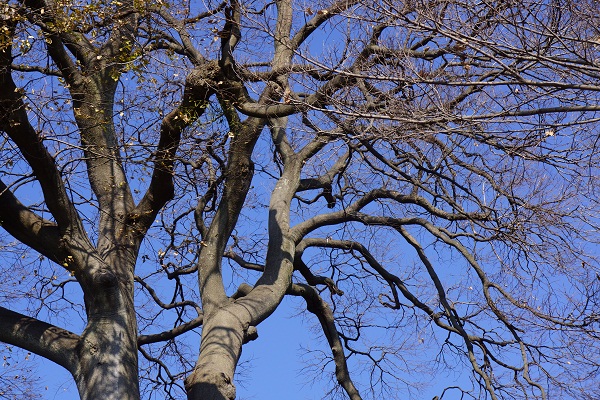 １月５日の野鳥観察散歩_a0129636_12291269.jpg