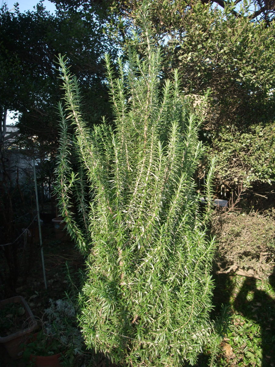 a0303241_22381143.jpg