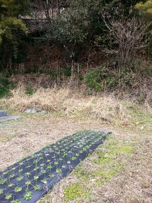 c0330749_18352751.jpg