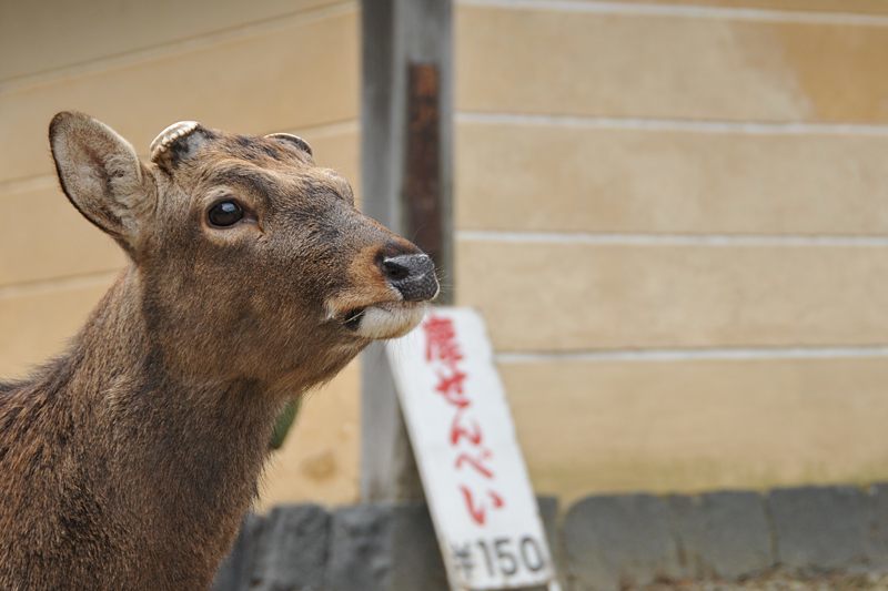 奈良にて・・・・鹿編_c0334250_21212965.jpg