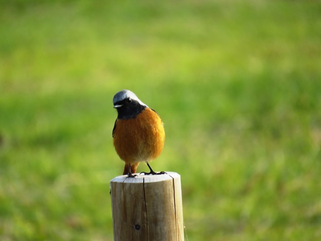 野鳥トレ 垂水運動公園_b0227552_19572151.jpg