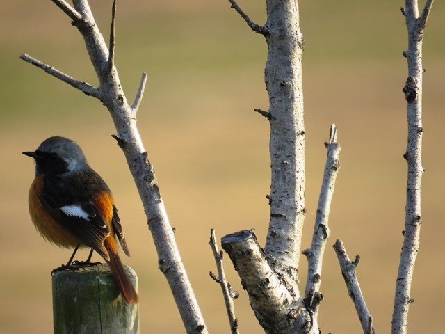 野鳥トレ 垂水運動公園_b0227552_19573171.jpg