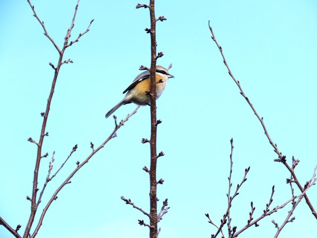 野鳥トレ 垂水運動公園_b0227552_19574458.jpg
