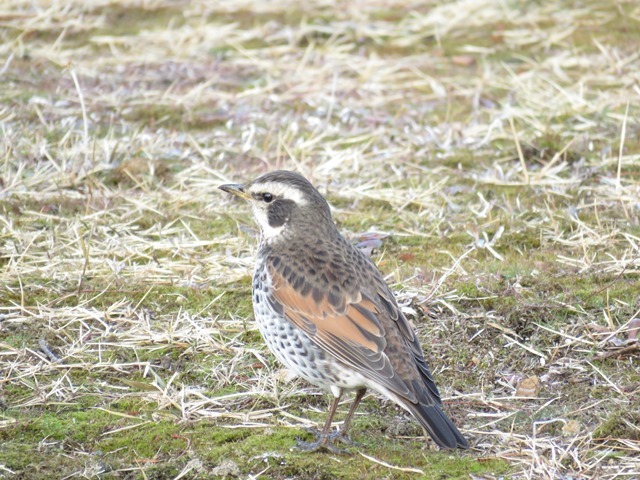 野鳥トレ 垂水運動公園_b0227552_19580857.jpg