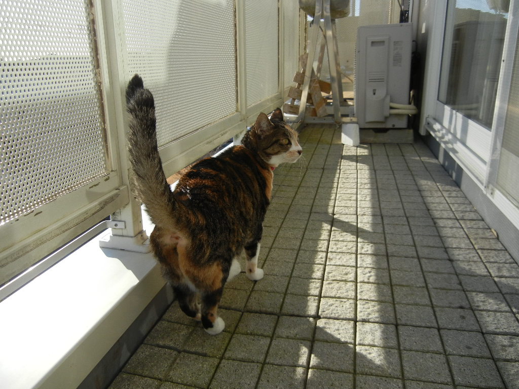 ’15,1,5(月)今年の抱負は・・・?_f0060461_10274675.jpg
