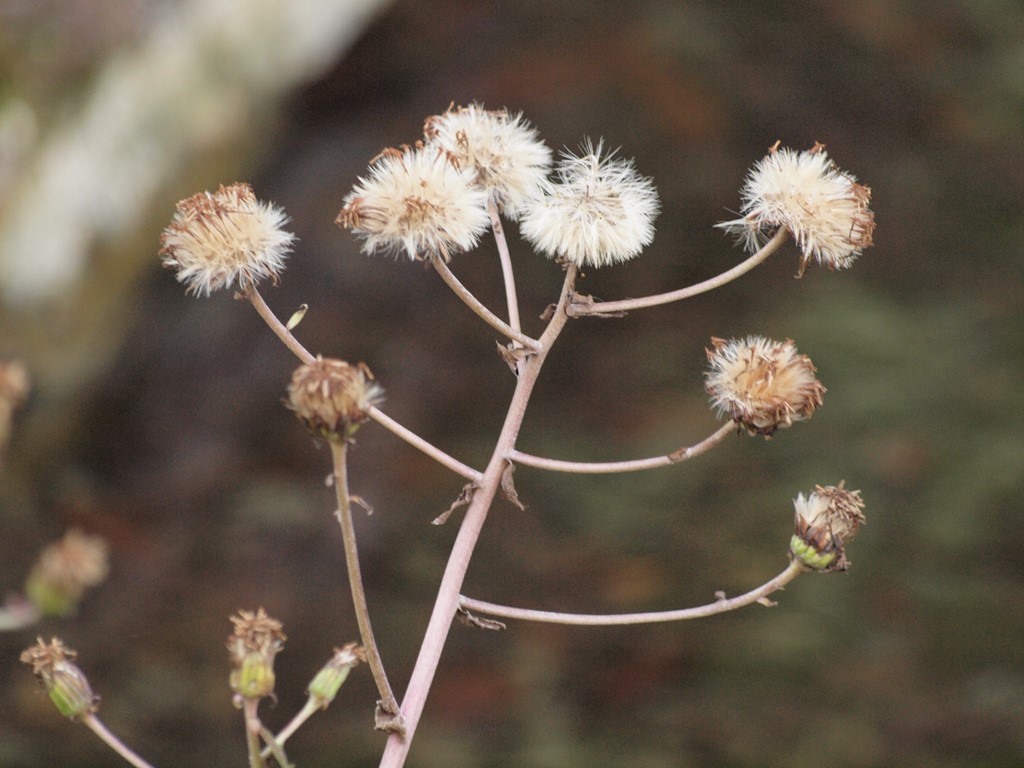 『石蕗(ツワブキ)の終花(綿毛姿)』_d0054276_20194939.jpg