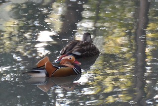 2015年1月5日　【後楽園の鳥と花】_a0185880_13271599.jpg