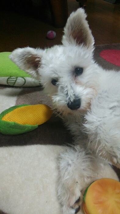 c0348784_2015261.jpg