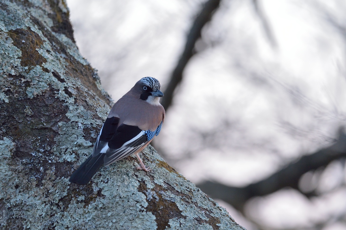 カケス 瑞穂の国の野鳥たち カケス 瑞穂の国の野鳥たち