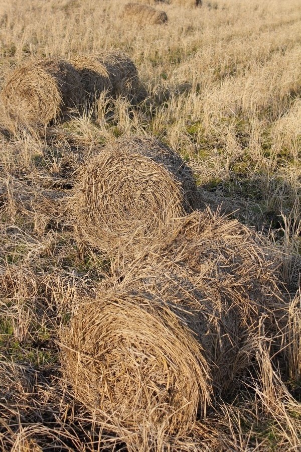 c0204298_1512382.jpg