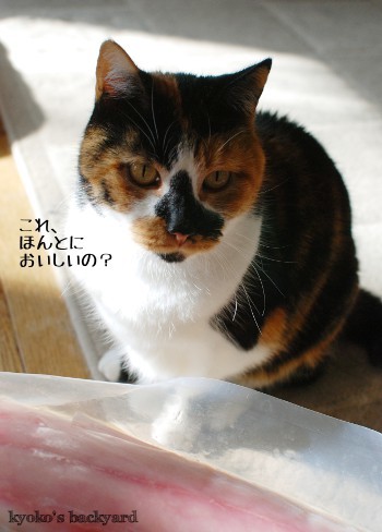 おさかな解凍中_b0253205_05492457.jpg