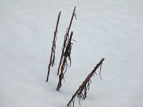 吹雪の休息_b0203907_09545338.jpg