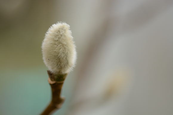 我が家の庭の花と鳥たち！_b0277008_1234757.jpg