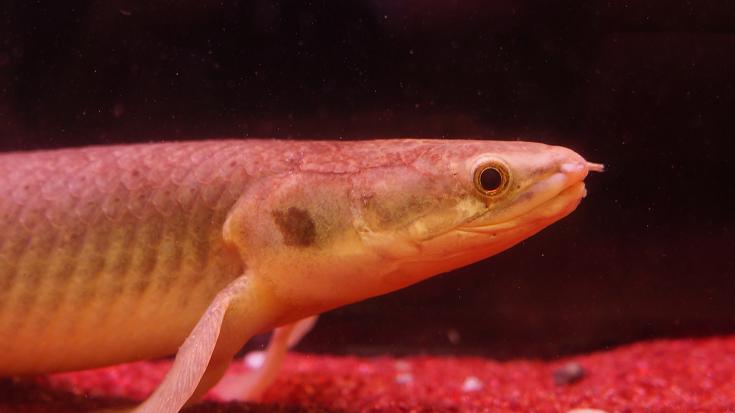 セネガルス - 静岡市の熱帯魚専門店（大型魚・古代魚・珍魚