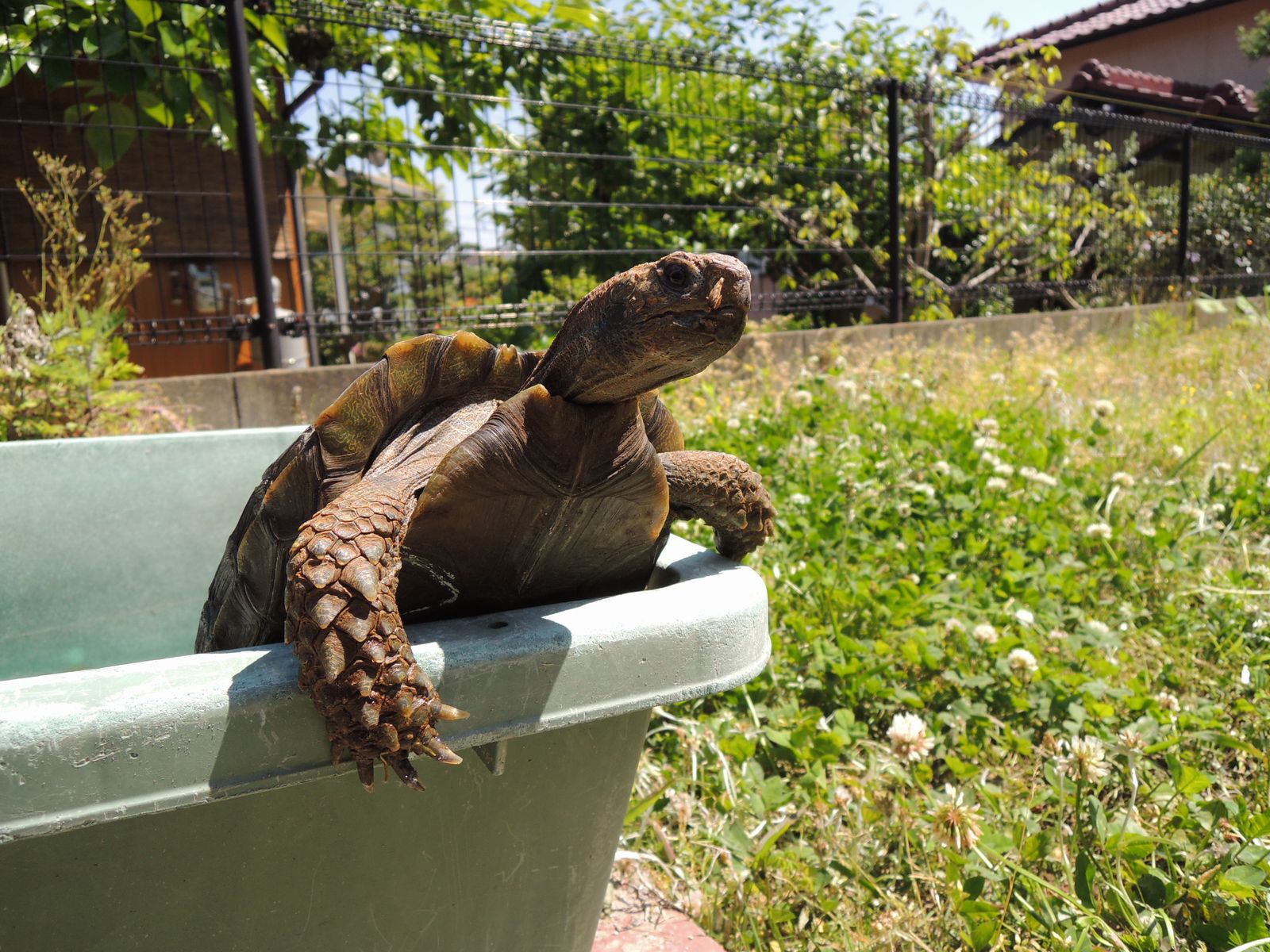 Happy Tortoise Life