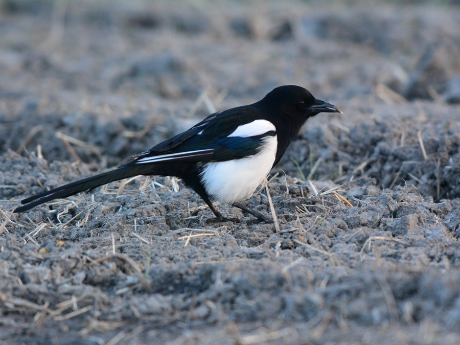 カササギ（鵲）/Eurasian Magpie_b0309841_22245682.jpg