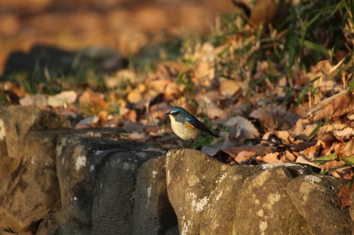 2015.1.5 今日は幸せの青い鳥デー・こども自然公園・ルリビタキ（Happy blue bird）_c0269342_09375911.jpg