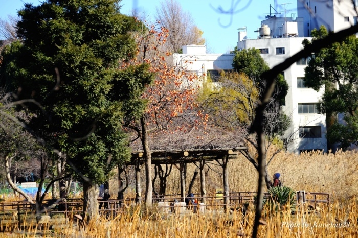 上野不忍池　冬の景_c0236843_15085619.jpg