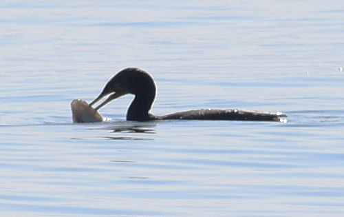 c0339546_1861657.jpg