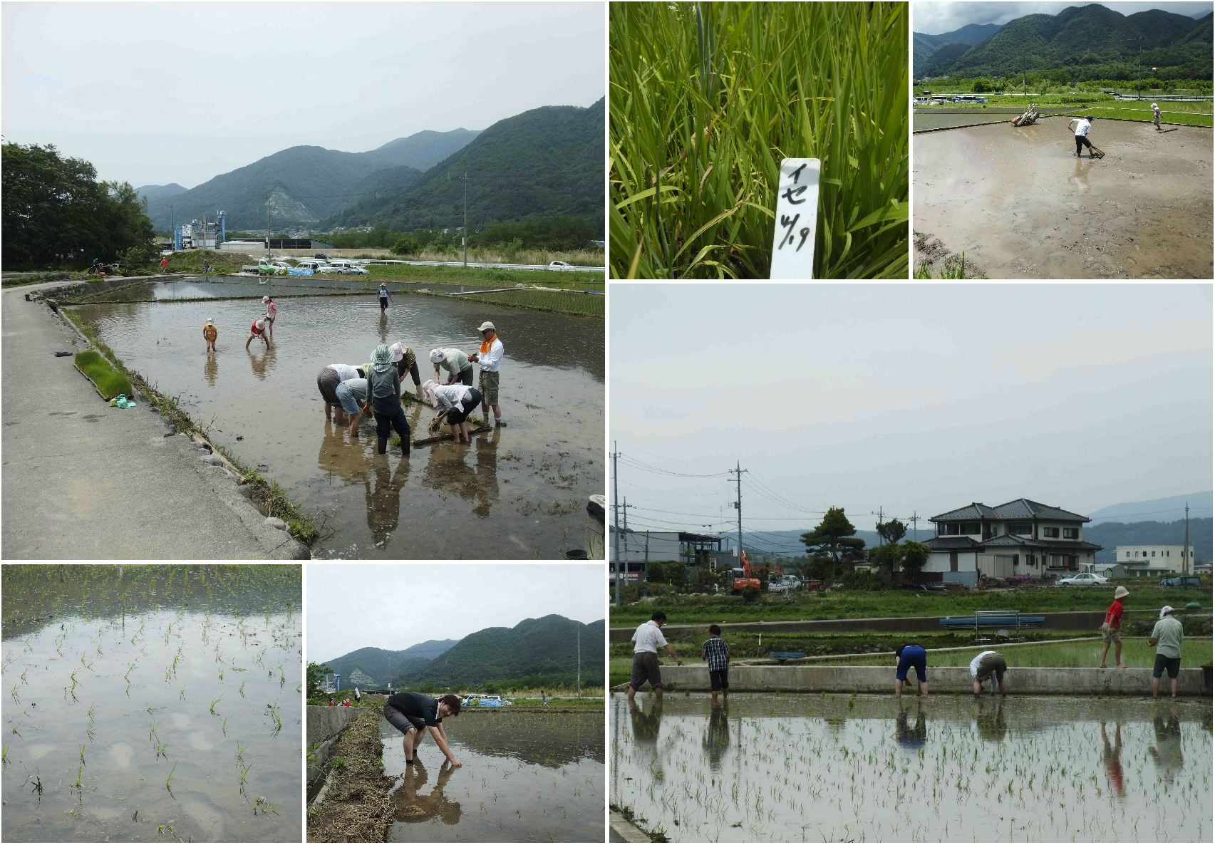 田植え と しめ飾り_c0307053_18484642.jpg