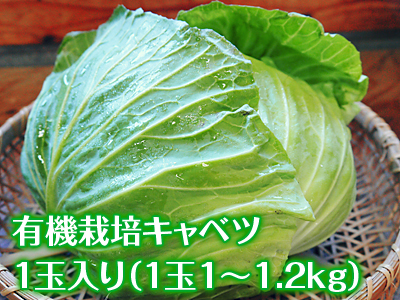 有機栽培キャベツ 牛島さんちの有機栽培こだわりキャベツ販売スタート!!_a0254656_17334927.jpg