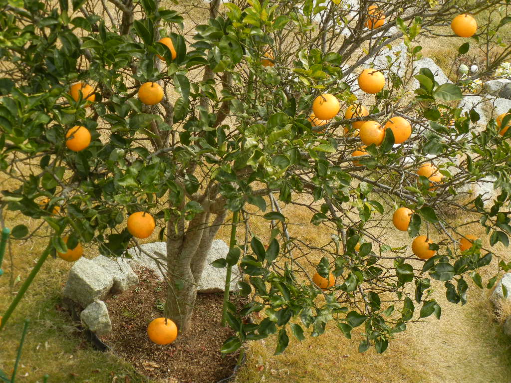 ’１５，１，６（火）勝浦には柑橘類がよく似合う！_f0060461_10182272.jpg