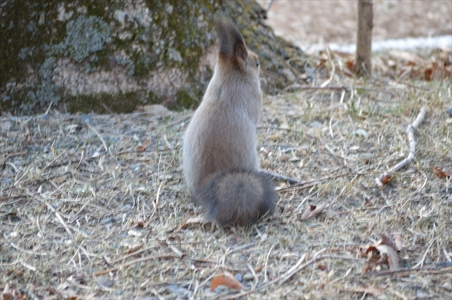 樽前とエゾリーと戯れる_b0281366_15515434.jpg