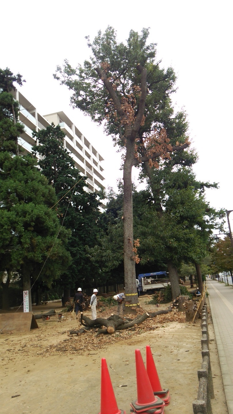 原点を忘れない　～福岡中央公園の環境を愛し育てる会～_a0107574_19595871.jpg