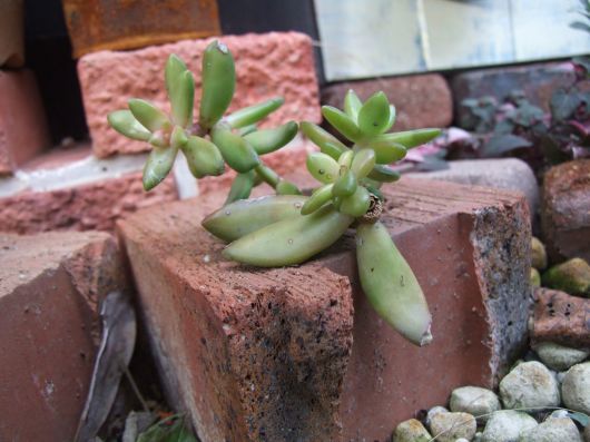 地植えの多肉の様子とﾄﾎﾎなﾁｮｺｺｽ。_c0338984_20472584.jpg