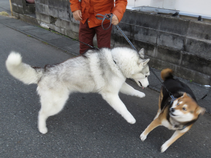 熱烈すぎて…… (^_^;)_c0049299_20245410.jpg