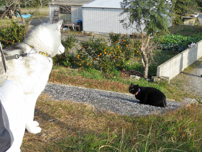 熱烈すぎて…… (^_^;)_c0049299_20325754.jpg