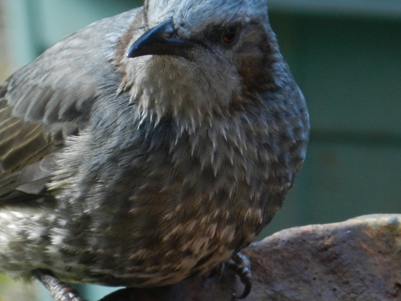 手織りと、鳥とワインの日々_e0033301_21561047.jpg