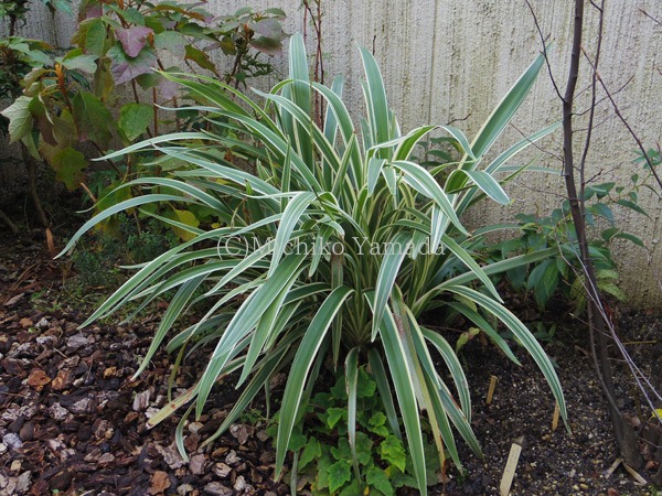 蘭ではないけど キキョウランdianella Ensifolia 花の庭づくり庭ぐらしガーデニングキララ