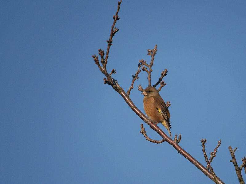 1/3　S公園にて30分間撮影_f0051915_22562545.jpg