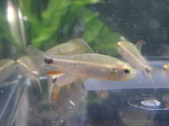 150107 熱帯魚・水草・淡水魚・観葉植物_f0189122_1259448.jpg