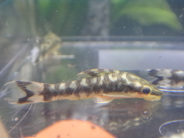 150107 熱帯魚・水草・淡水魚・観葉植物_f0189122_134124.jpg