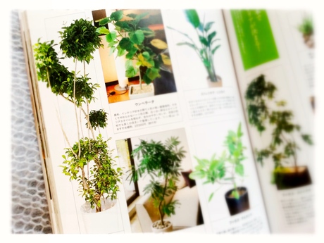 tailler un ficus - ベンジャミンを剪定_a0231632_0273153.jpg