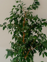 tailler un ficus - ベンジャミンを剪定_a0231632_17595456.jpg