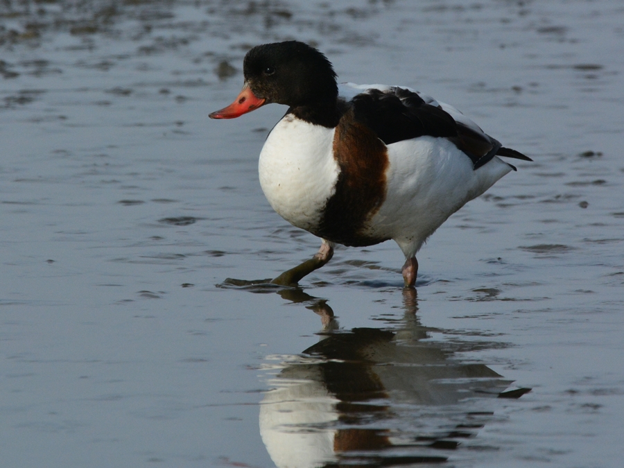 ツクシガモ（筑紫鴨）/Common Shelduck_b0309841_22502694.jpg