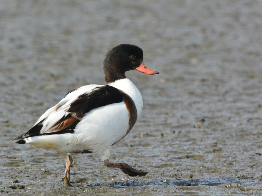 ツクシガモ（筑紫鴨）/Common Shelduck_b0309841_22503986.jpg