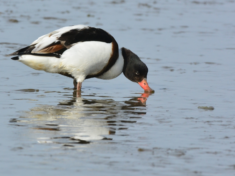 ツクシガモ（筑紫鴨）/Common Shelduck_b0309841_22513143.jpg