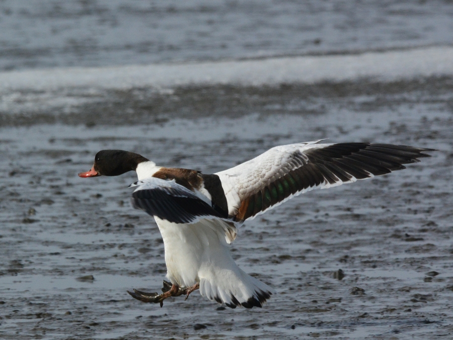 ツクシガモ（筑紫鴨）/Common Shelduck_b0309841_22513928.jpg