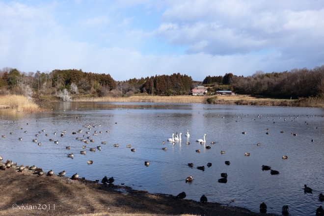 大田原 羽田沼(はんだぬま)の白鳥 2015_e0227942_22584837.jpg