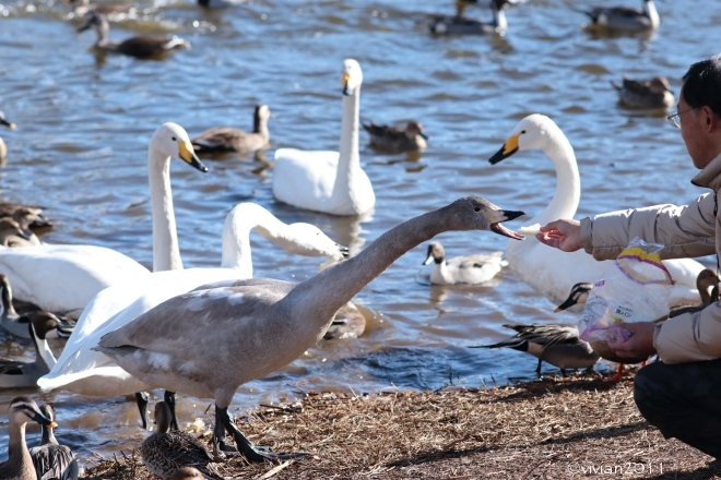大田原 羽田沼(はんだぬま)の白鳥 2015_e0227942_23075633.jpg